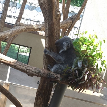 神戸のサプライズプロポーズ 神戸市立王子動物園