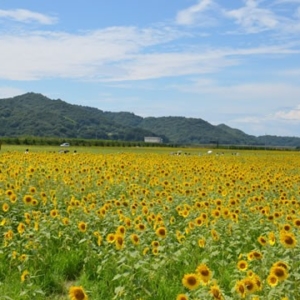 大阪gardenのサプライズプロポーズ 笠岡湾干拓地の花