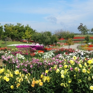 大阪gardenのサプライズプロポーズ 県営馬見丘陵公園