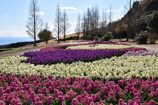 淡路市プロポーズスポット　花さじき