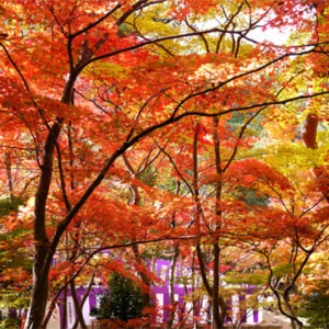 大阪gardenのサプライズプロポーズ 瑞宝寺公園