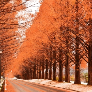 大阪gardenのサプライズプロポーズ マキノ高原のメタセコイア並木