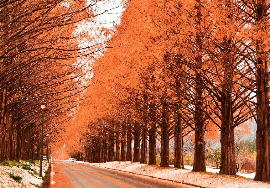 神戸のサプライズプロポーズ マキノ高原のメタセコイア並木