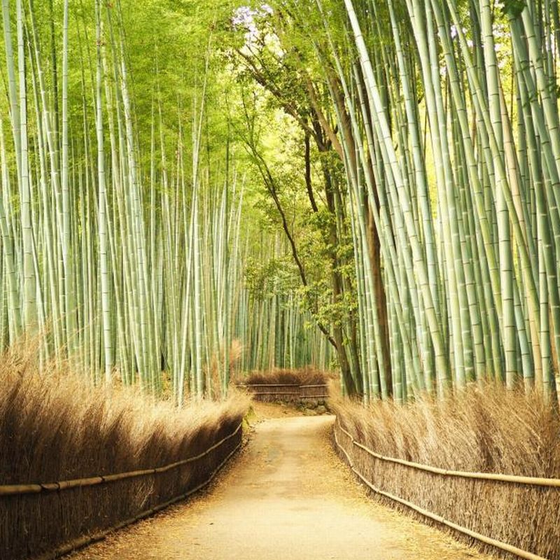 神戸のサプライズプロポーズ 竹林の小径